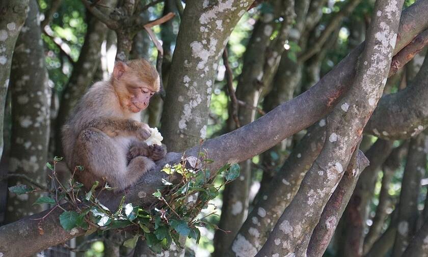 Ανείπωτη τραγωδία: Νεκρό βρέφος 4 μηνών από... μαϊμού