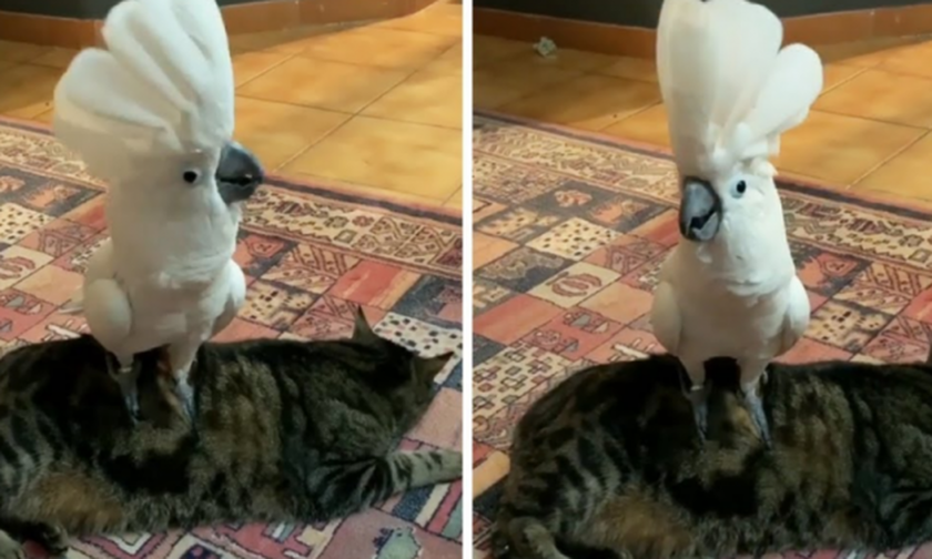 Παπαγάλος τρολάρει άσχημα την γάτα με… γάβγισμα! (vid)