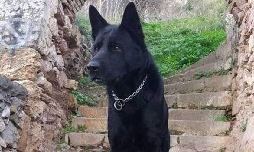 Συγκίνηση στην ΕΛ.ΑΣ: Πέθανε ο Blacky, ο ηρωικός σκύλος της Αστυνομίας