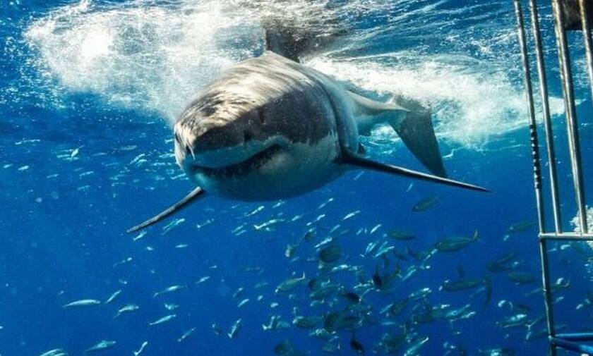 Τεράστιος καρχαρίας την «πέφτει» σε δύτες!
