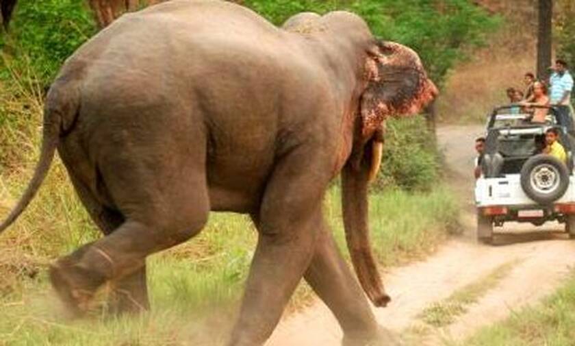 Ελέφαντας παίρνει στο κυνήγι τουρίστες! (vid)