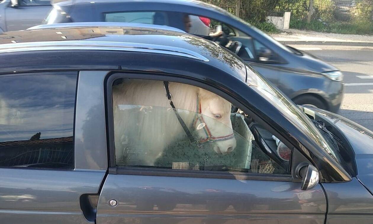 Τη σταμάτησαν γιατί είχε άλογο στο αμάξι της - Γι’ αυτό δεν της έκοψαν κλήση! (pics)