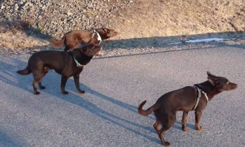 Βίντεο: Δείτε πώς στέκονται τα τρία σκυλιά μπροστά στο αφεντικό τους