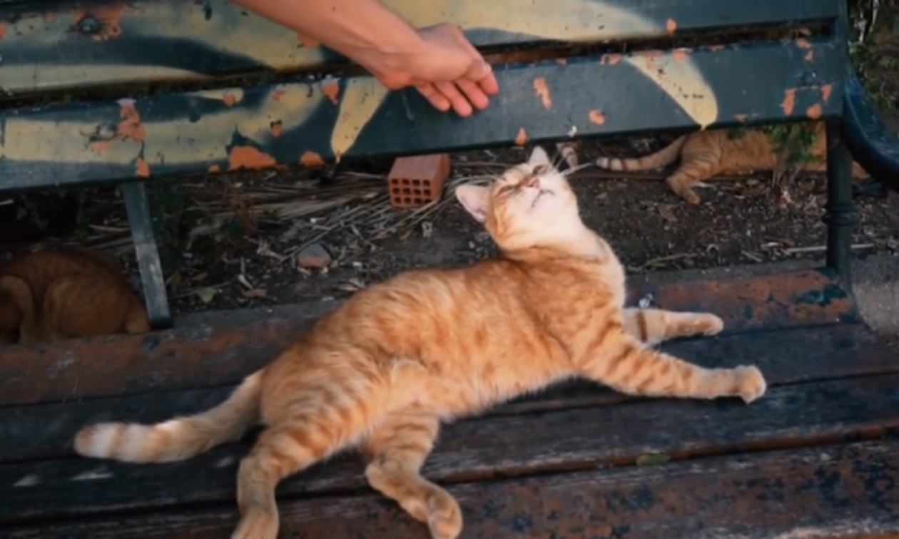 Βίντεο: Αυτή η γάτα είναι η πιο… Ελληνίδα από όλες!