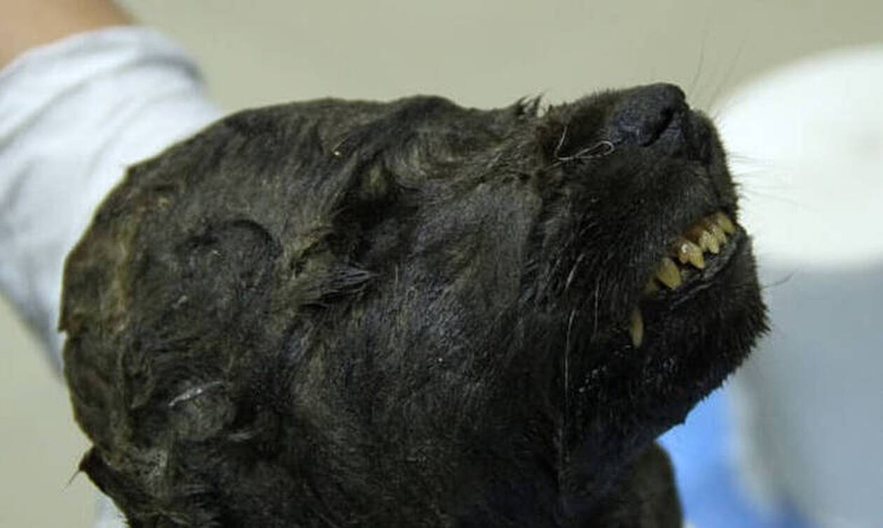 Είναι σκύλος ή λύκος; Πλάσμα 18.000 ετών «πονοκεφαλιάζει» τους επιστήμονες