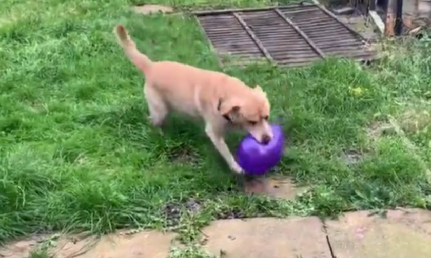 Σκύλος παίζει με μπαλόνι και ξαφνικά… ΜΠΑΜ! Δείτε το ξεκαρδιστικό βίντεο