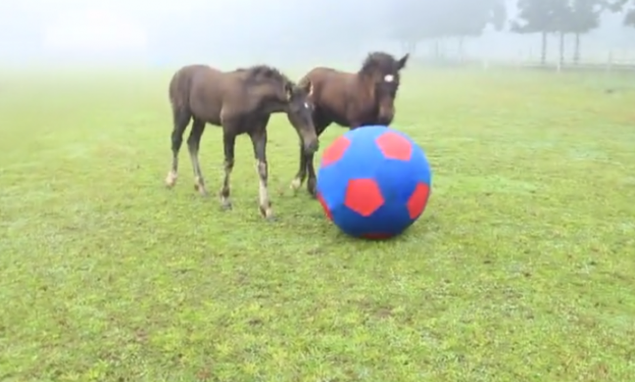 Βίντεο: Αυτά δεν είναι άλογα, είναι επαγγελματίες ποδοσφαιριστές! 