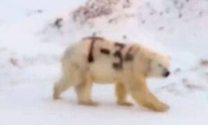 Θρίλερ: Αρκούδα βρέθηκε σημαδεμένη με «Τ-34» - Τι σημαίνει και γιατί ανησυχούν οι επιστήμονες (pics)
