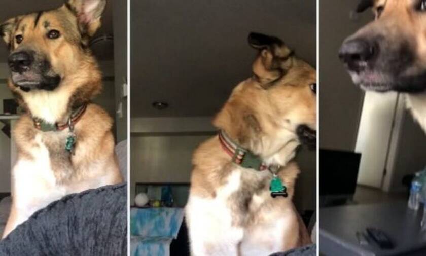 Βίντεο: Λένε στο σκυλί να μην γαβγίσει και η αντίδρασή του είναι επική!
