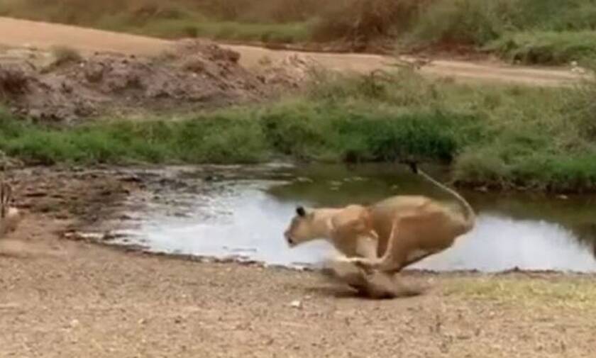 Βίντεο: Χαζούλικο λιοντάρι ορμάει σε αντιλόπη και γίνεται… Βέγγος!