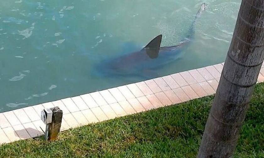 Απίστευτο! Καρχαρίας σουλατσάρει στις… αυλές των σπιτιών 