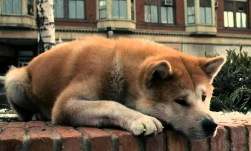 Αίγιο: Αυτή είναι η σκυλίτσα-Χάτσικο που περιμένει το αφεντικό της (pics)