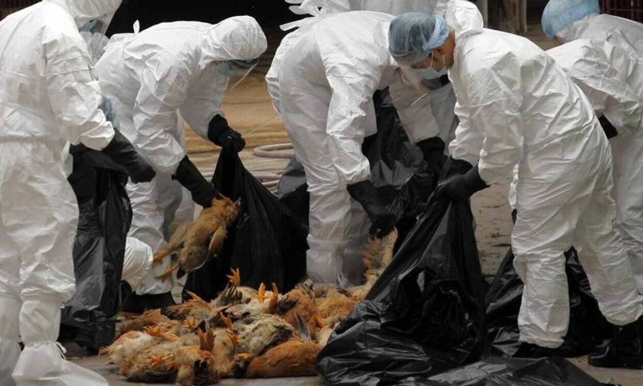 Τρόμος στην Ευρώπη: Επέστρεψε η γρίπη των πουλερικών - 27.000 θανατώσεις σε 24 ώρες