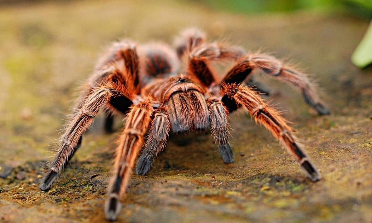 Ανατριχίλα: Βρήκαν νέο είδος αράχνης - Προσοχή! Σκοτώνει με τοξικό δηλητήριο