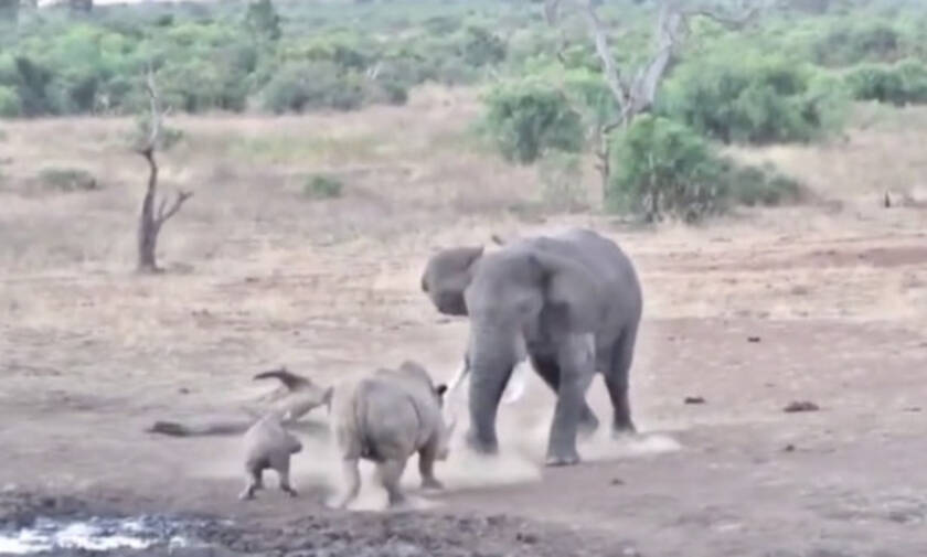 Ρινόκερος προκαλεί ελέφαντα και το μετανιώνει ΠΙΚΡΑ! Δείτε το βίντεο