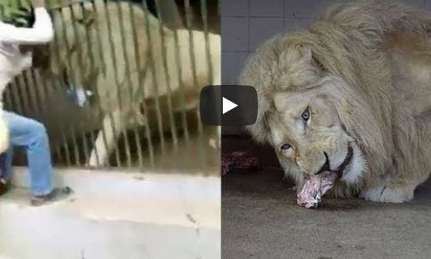 Τρόμος σε ζωολογικό κήπο: Η στιγμή που λιοντάρι αρπάζει το χέρι φύλακα
