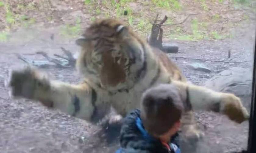 Τίγρης… επιτίθεται σε 7χρονο: «Ήταν το σημερινό μενού του»
