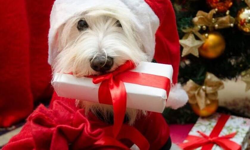 Σκύλος ανοίγει το χριστουγεννιάτικο δώρο του και… παθαίνει αμόκ! (vid)