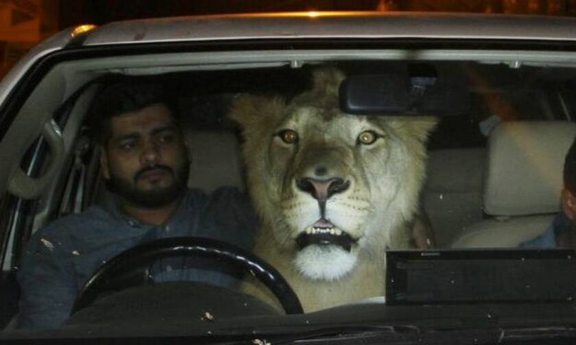 Απίστευτο: Έβαλαν στο αμάξι ένα λιοντάρι 300 κιλών!