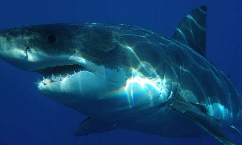 Τρόμος για ψαροντουφεκά: Παγιδεύτηκε στα δόντια καρχαρία και σώθηκε από θαύμα 