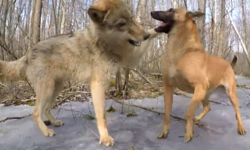 Σκύλος συναντάει λύκο στο δάσος και η συνέχεια είναι… καταπληκτική! (vid)