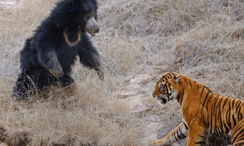 Μάχη μέχρι θανάτου: Γιγάντια τίγρη ενάντια σε μανιασμένη αρκούδα