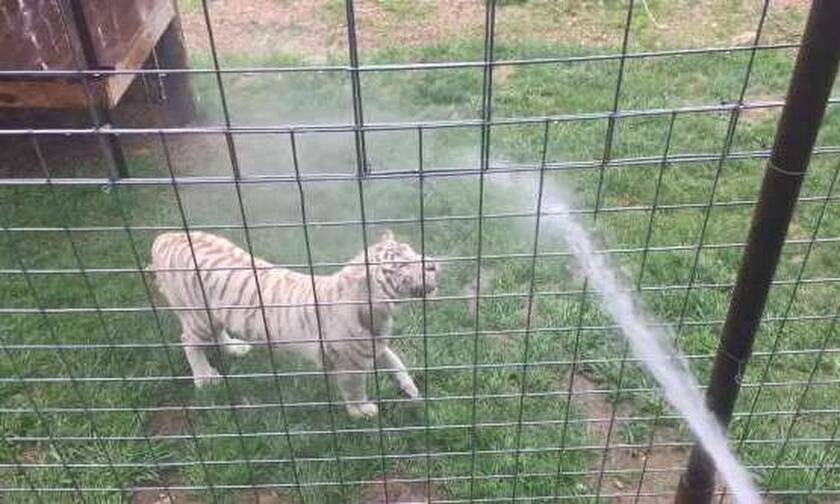 Έριξαν νερό με το λάστιχο στην τίγρη κι αυτό που συμβαίνει είναι φανταστικό
