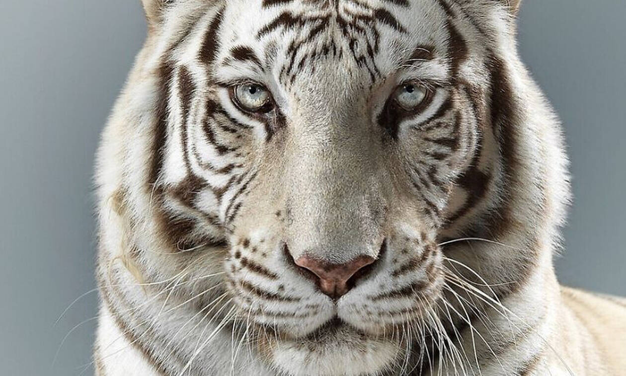  Απίστευτο: Αυτό δεν το ήξερες για τις τίγρεις 