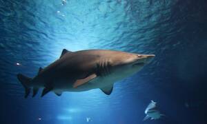 Τρόμος στη θάλασσα: Λευκός καρχαρίας κατασπάραξε δύτη (pics)