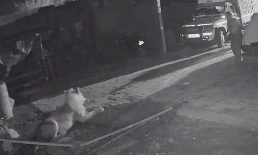 Κάμερα ασφαλείας: Αγρότης «τσακίζει» λιοντάρι για να σώσει το κοπάδι του! (vid)