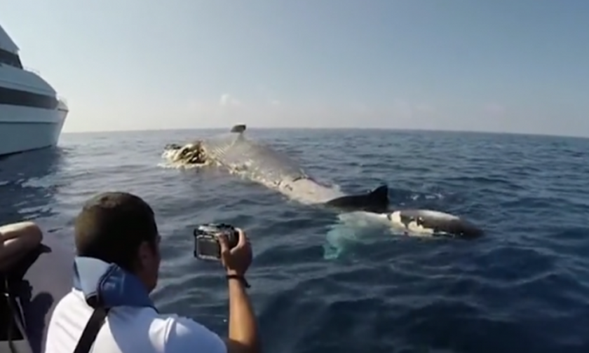 Καρχαρίες «ξεσκίζουν» κουφάρι φάλαινας! (video)