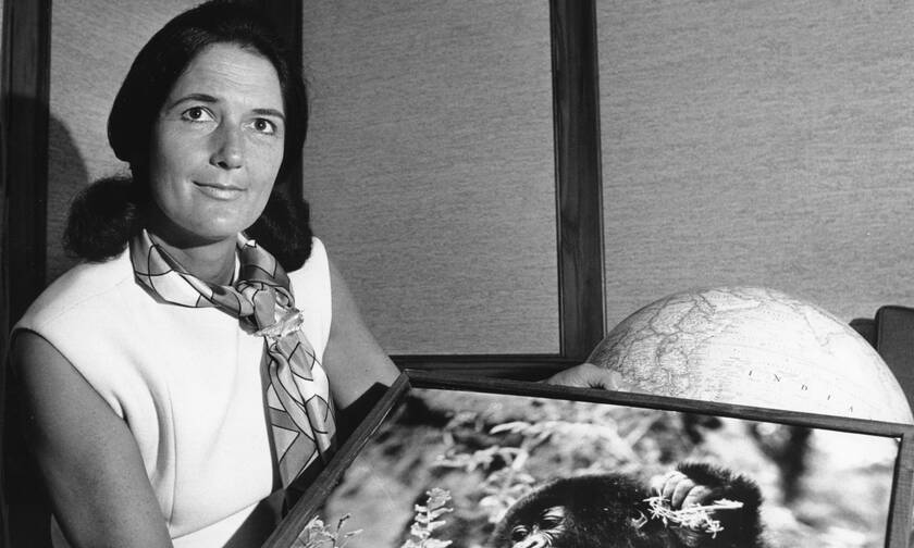 Νταϊάν Φόσεϊ: Η ερευνήτρια που και έδωσε τη ζωή της για τους γορίλες