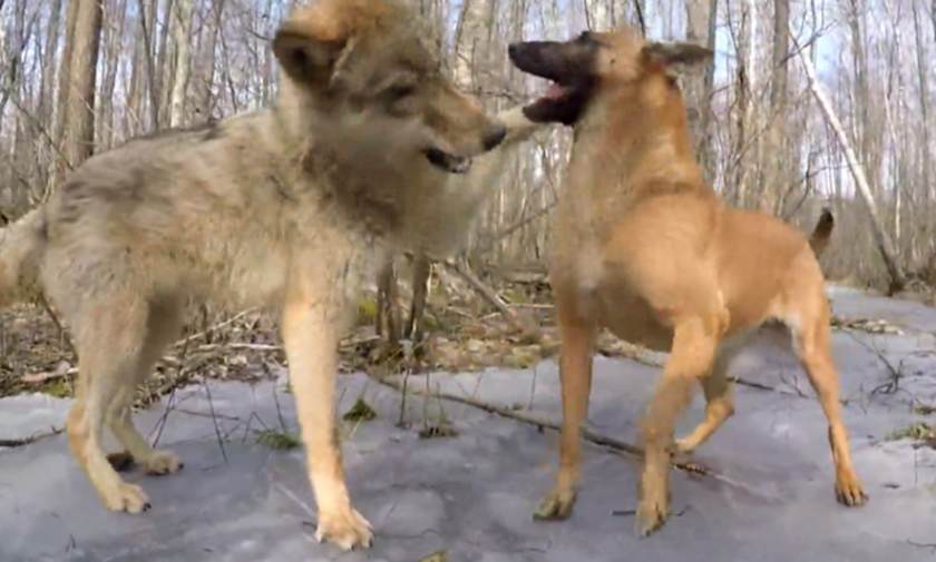 Σκύλος συναντάει λύκο στο δάσος και η συνέχεια είναι… καταπληκτική! 