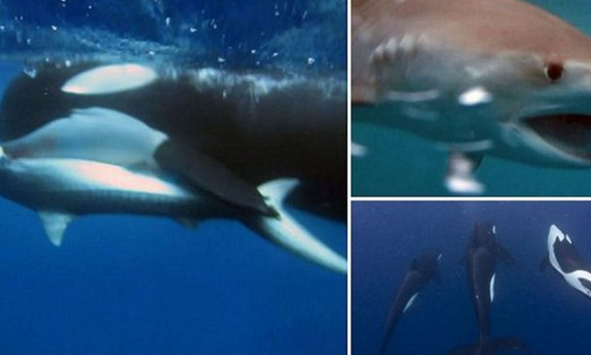 Φάλαινα - δολοφόνος «τσακίζει» πελώριο καρχαρία! (vid)
