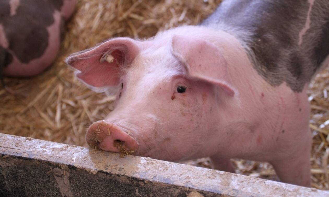 Αποτροπιασμός: Εδεσαν γουρούνι σε σχοινί μπάντζι τζάμπινγκ για να κάνουν εγκαίνια – ΣΚΛΗΡΕΣ ΕΙΚΟΝΕΣ