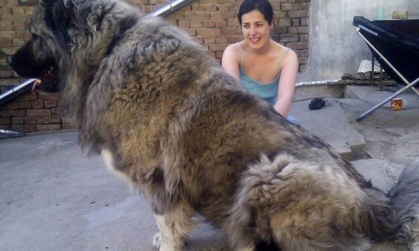 Αυτό δεν είναι σκυλί, είναι αρκούδα κανονική! (vid)