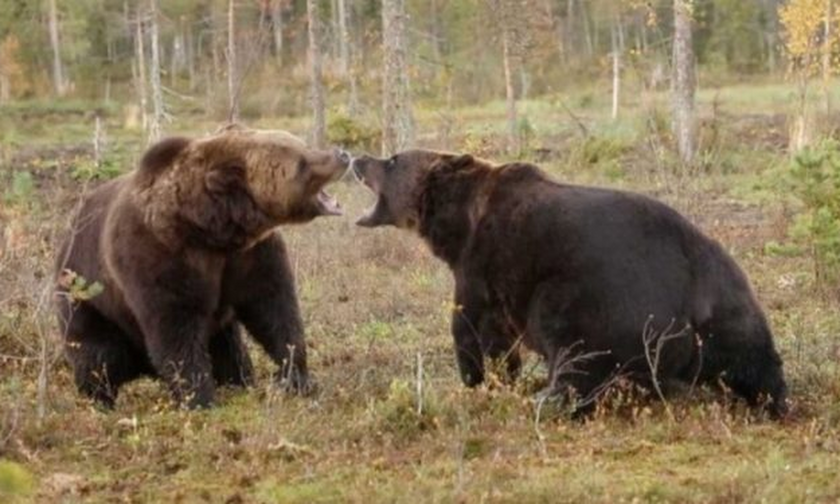Λυσσασμένες αρκούδες παλεύουν μέχρι θανάτου! (vid)