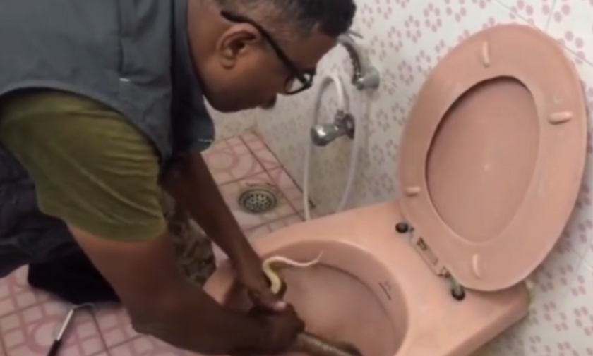 Άντρας παλεύει με δηλητηριώδη κόμπρα στην τουαλέτα του! (video)