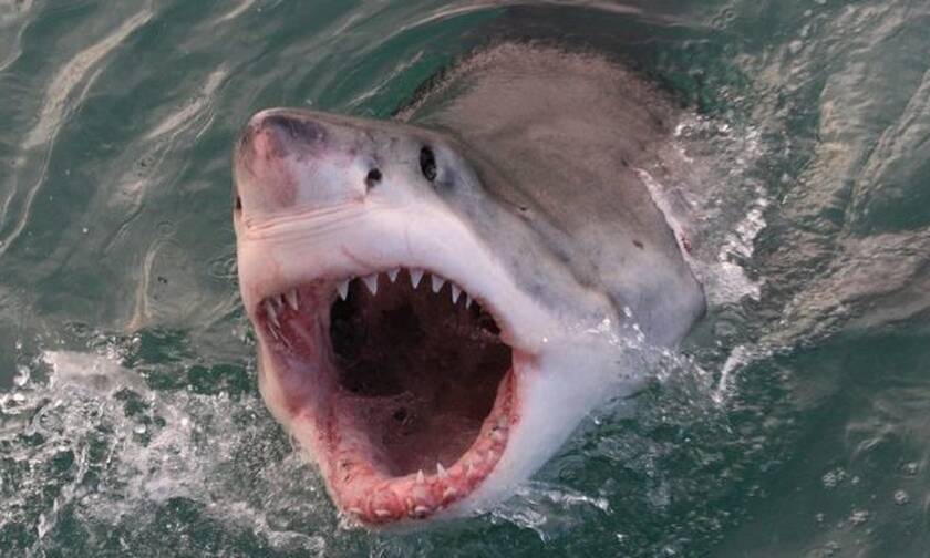 Αυτός είναι ο πιο λυσσασμένος καρχαρίας όλων των εποχών! (video)