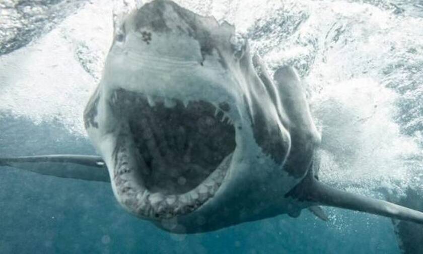 Εξαγριωμένος καρχαρίας δαγκώνει με μανία το… θύμα του! (vid)