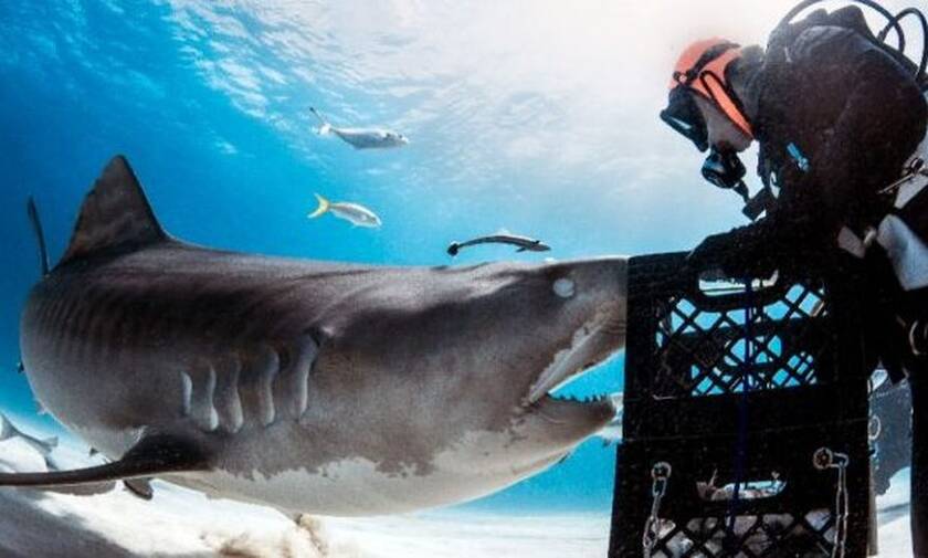 Φανταστικό: Δύτης υπνωτίζει καρχαρία με μία μόνο κίνηση!