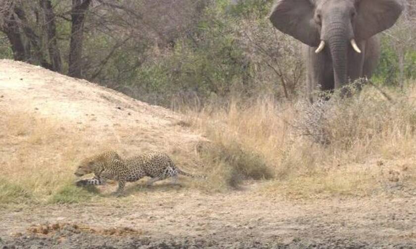 Ο ελέφαντας έκανε τρελό… χουνέρι σε λεοπάρδαλη!