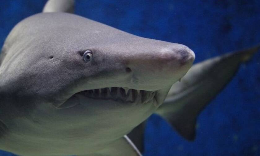 Απίστευτο: Λευκός καρχαρίας επιτέθηκε σε σέρφερ - Σώθηκε επειδή τον άρχισε στο... βρίσιμο!