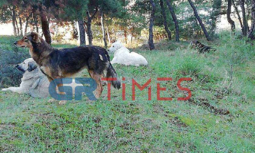 Σοκ στη Θεσσαλονίκη: Αγέλη αδέσποτων σκύλων «τρομοκρατεί» μαθητές - Καταγράφηκε ακόμη ένα θύμα  