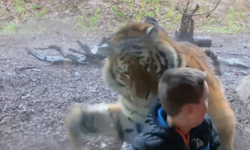 Λυσσασμένη τίγρη ορμάει σε ανυποψίαστο παιδάκι