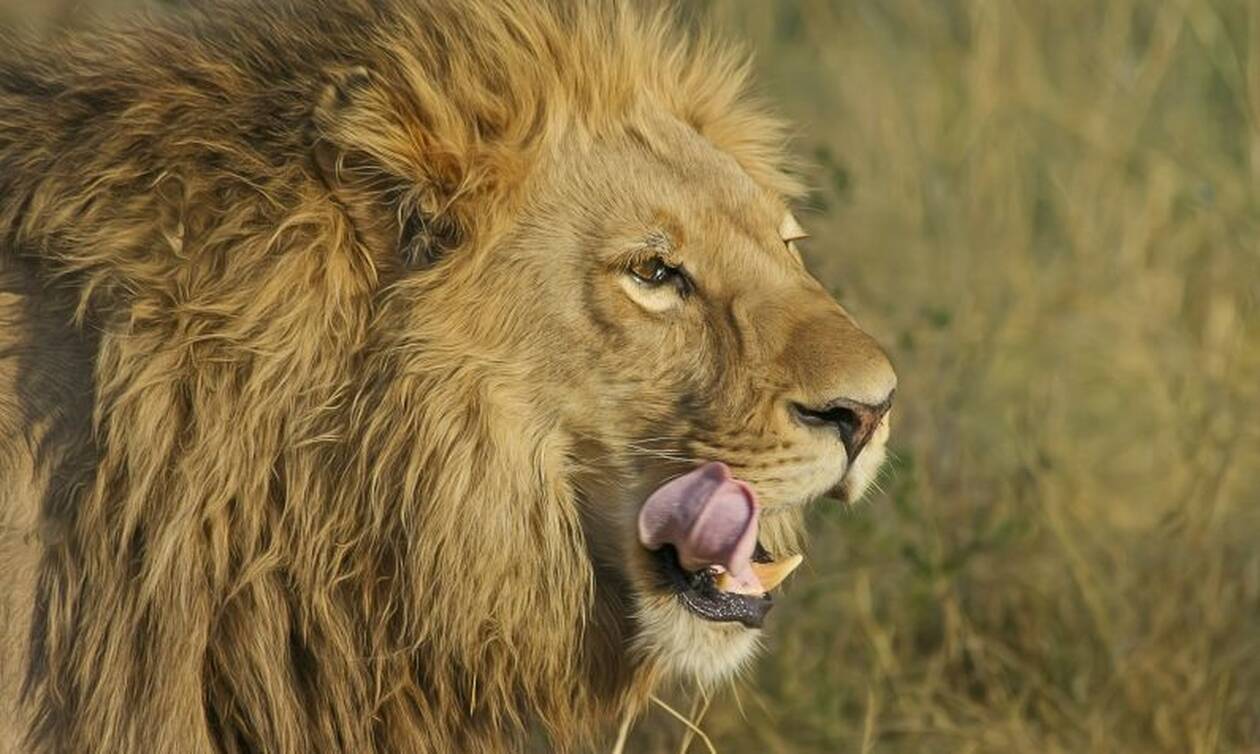 Λιοντάρι κατασπάραξε 18χρονο - Βρήκαν μόνο το κρανίο του (Προσοχή! Σκληρές εικόνες)