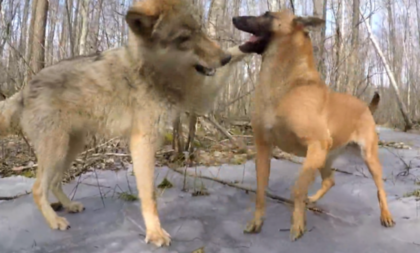 Σκύλος συναντάει λύκο στο δάσος και η συνέχεια είναι… καταπληκτική!