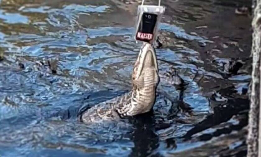 Βίντεο: Αλιγάτορας αρπάζει το τάμπλετ ενός… χαζούλη τουρίστα!