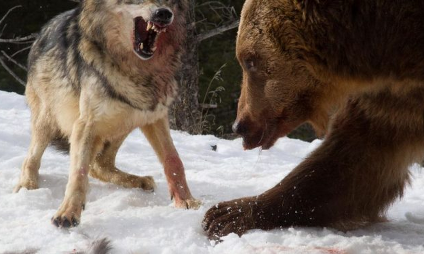 Αρκούδα συναντάει λύκους κι αυτό που ακολουθεί ξεπερνάει τη φαντασία! (vid)