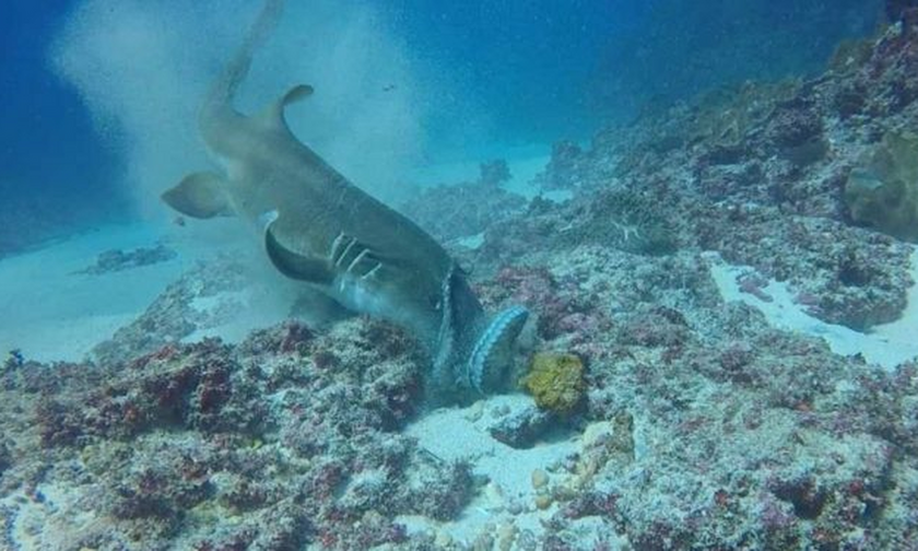 Καρχαρίας ΤΣΑΚΙΖΕΙ πελώριο χταπόδι σε χρόνο ντε τε! (vid)